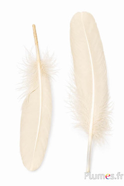 Gans - 15-21 cm, links und rechts - creme
